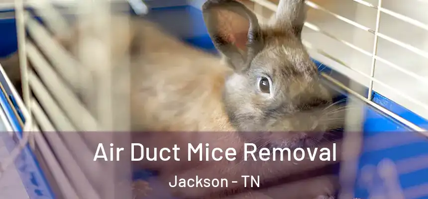  Air Duct Mice Removal Jackson - TN